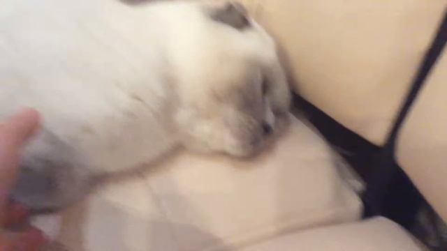 Агрессивная кошка смотреть онлайн