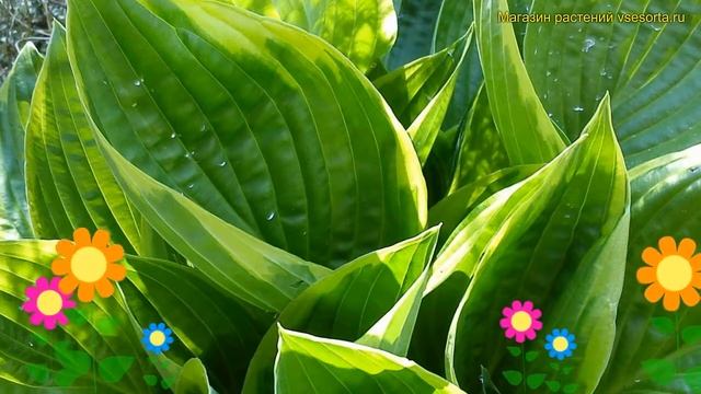 Хоста гибридная Форчуна Ауреомаргината. Краткий обзор, описание hosta fortunei aureomarginata смотреть онлайн