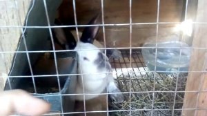 Новые злые и недовольные крольчихи!!!