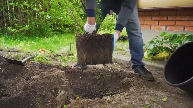 На дачу к Наталье Варлей. Грядки из ДПК