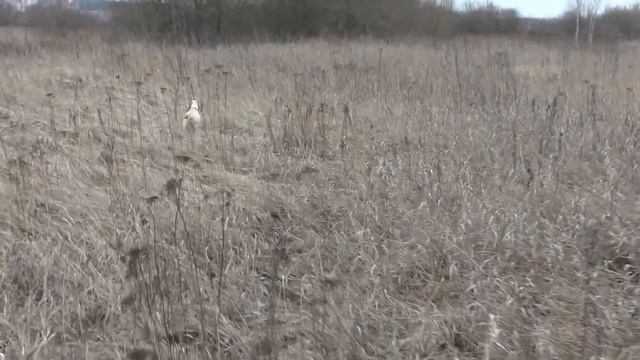 Видеоохота 2020. 5 марта. Первый выход в поле после щенения. Серая куропатка. смотреть онлайн