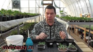 Несколько важных правил пикирования рассады томатов и перцев