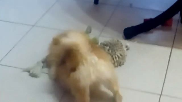 Шпицуля резвится
