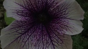 Цветы, цветочки...