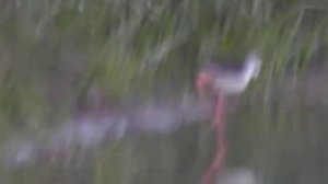 БОЛОТНЫЙ КУЛИК ОЧЕНЬ ВАЖНАЯ ПТИЦА