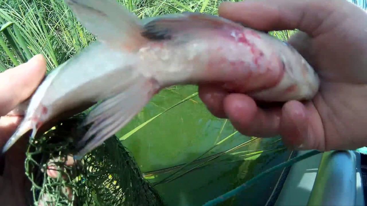 Клёв как на чёрных камнях|Рыбалка с лодки| смотреть онлайн