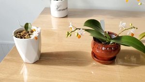 Фаленопсис Мини Марк Особенности ухода