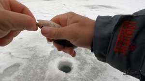 На ЭТУ БЕЗМОТЫЛКУ ловится самая КАПРИЗНАЯ ПЛОТВА ! Зимняя рыбалка в ДЕКАБРЕ .