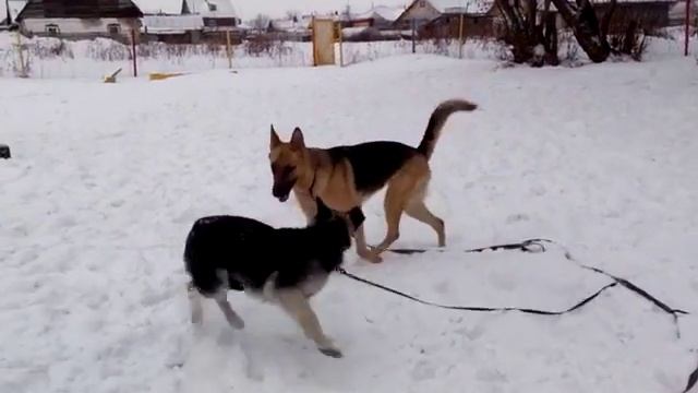 Немецкая овчарка и вео смотреть онлайн