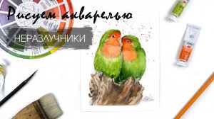 Рисуем попугаев-неразлучников. Уроки рисования. Птицы акварелью