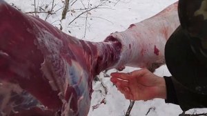 Как освежевать косулю, как снять шкуру с косули, как разделать косулю