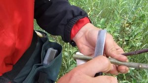 Как привить яблоню если подвой толще привоя.