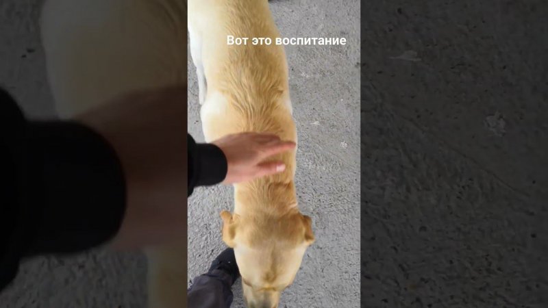 Воспитанный собакен Миша