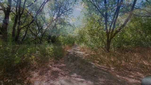 ЦЕЛИТЕЛЬНАЯ СИЛА ОСЕННЕЙ ПРОГУЛКИ смотреть онлайн