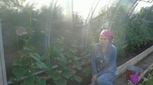 С этим средством листья и завязи огурцов не будут желтеть!