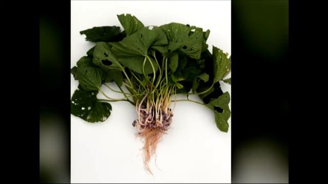 8/16/14 - Flowers and Their Pollinators смотреть онлайн