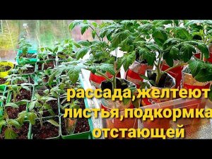 Рассада томатов,почему желтеют листья, зачем перевалка.Чем подкармливаю отстающих