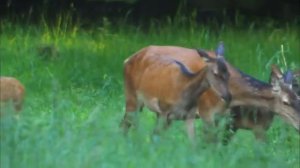 Дикая природа  Дании