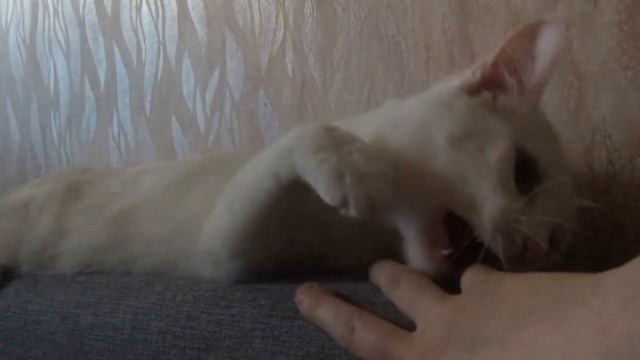 Кот кусается