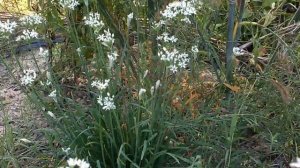 Aglio (Allium Ramosum) medicinal plant