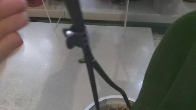 Моя орхидея Абба!Сюрприз! смотреть онлайн