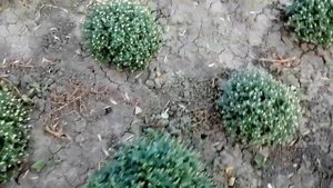 Обзор ранних сортов хризантемы мультифлора 27.09.23