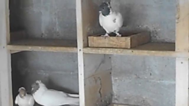 Tauben  Pigeons  Иранские бойные голуби Виталий Никульча  с. Борисовка Украина 