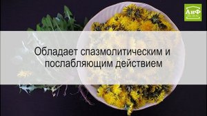 Какими целебными свойствами обладают корни одуванчика