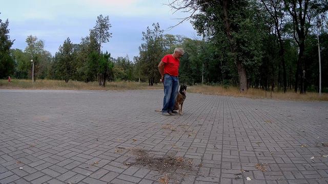 Бельгийская овчарка малинуа Альф занятие после физической нагрузки смотреть онлайн