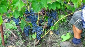 Обзор мускатного винограда "Блау"