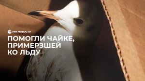 Помогли чайке, примерзшей ко льду