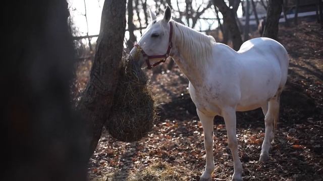 Конный клуб Fast Horse смотреть онлайн