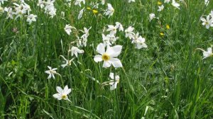 Чаривна Скрипка. Таисия Повалий