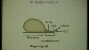 Плазматическая мембрана  государственная граница клетки