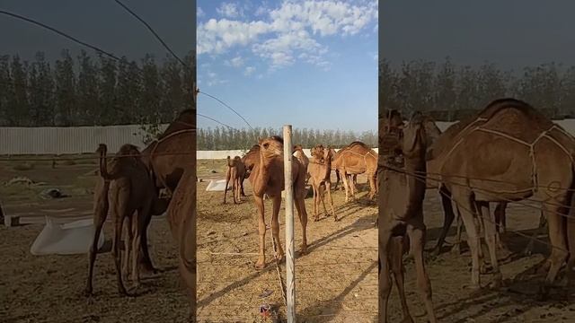 Верблюжья ферма в пустыне, локация между Джиддой и Меккой