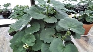 #331.Розебудная пеларгония(герань),которую я не обрезала,почему?