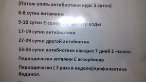 проверенная схема выпойки цыплят