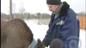 В Тверской области живёт лосёнок Майя