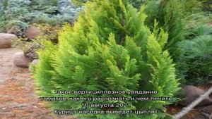 Какие виды кипариса можно посадить в саду
