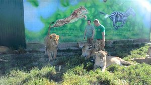 Олег  Зубков  внутри  прайда львов  !!!Крым Тайган