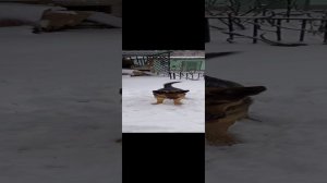 Зацикленность. Собака ловит снег. Так делать нельзя!