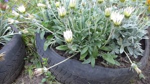 Газания. Уход и подкормка во время цветения.