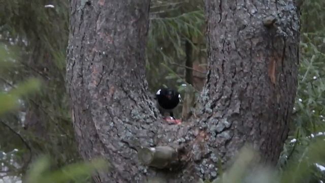 №4334 20 11 2023 Утро сорок смотреть онлайн