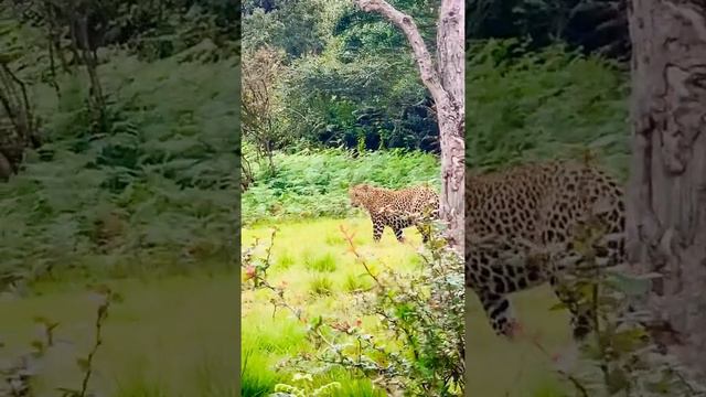 A leopard trying to catch a Sambar in Horton Plains. What a magical country Sri Lanka is and can be