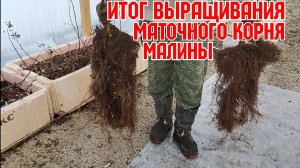 Итог выращивания маточного корня малины!