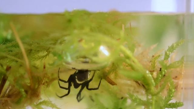 Argyroneta aquatica смотреть онлайн