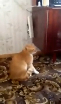 Не надо было пугать кота