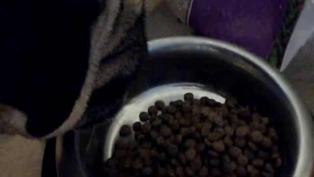 Мопс\Pug Мишка на прогулке и дома,. 18.11.2017 года. смотреть онлайн