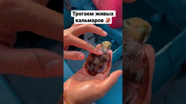 Нашли лодку с кальмарами на Самуи