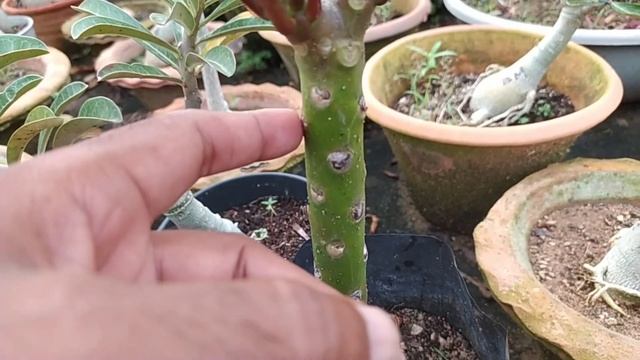 Plumeria propagation from cuttings, Frangipani top fragrant plant смотреть онлайн